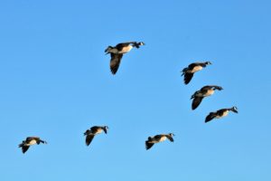 Geese flying in V formation